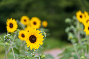 夏のひまわり畑の風景