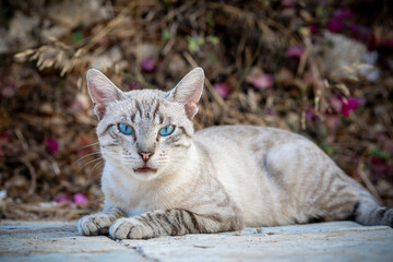 Beautiful cat with blue eyes