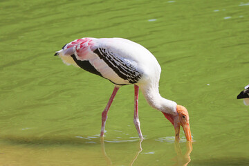 A Painted Storks foraging in the shallow lake by immersing half-open beaks in the water