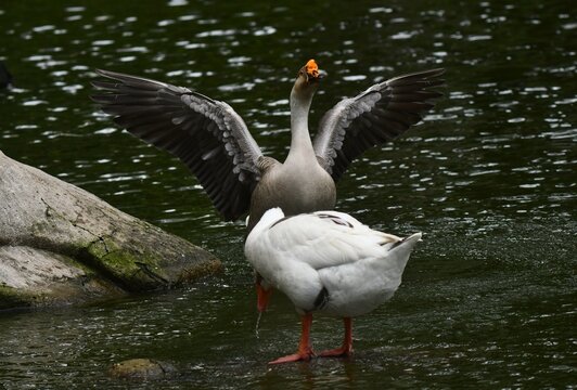 Rituais de acasalamento de gansos no lago do jardim do Museu da Rep&uacute;blica - Catete - RJ