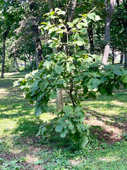 Young oak tree in Pokrovsky Park in Vladivostok in summer