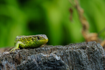 sand lizard