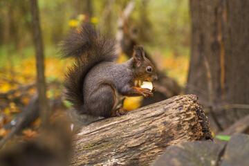 Eichhörnchen