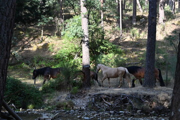 Boca del asno , Segovia
