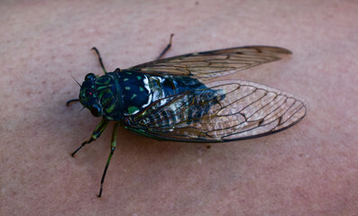 Cicada on human skin background surface cicadidae