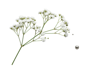 Delicate white baby's breath flowers with a polished silver bead, arranged on a transparent background with even studio lighting and no shadows, pristine minimalist product showcase concept