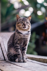 A tabby cat sitting calmly on a wooden chair.