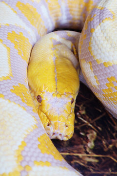 Closeup of a Curling Up lavender Albino Ball Python while Resting