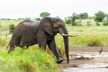 Elephant bull walking in the Kruger National Park in South Africa