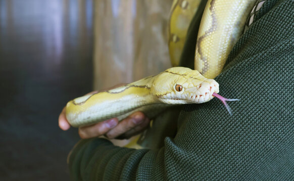 Closeup of a Pale Yellow Albino Ball Python (Python Regius) with Human