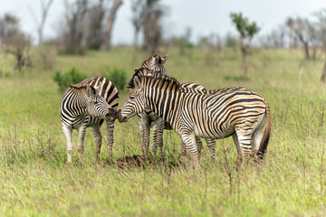 Zebra walking and hanging around in the Kruger National Park in South Africa