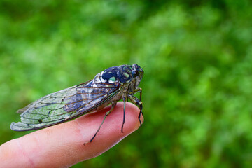 Cicada on human finger blurred green background cicadidae