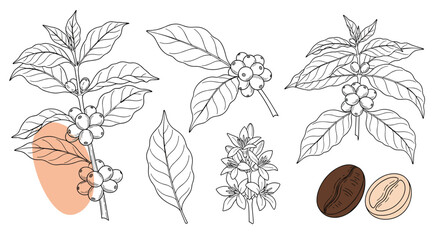Botanical illustration of coffee plant branch with leaves berries and beans hand drawn sketch for design