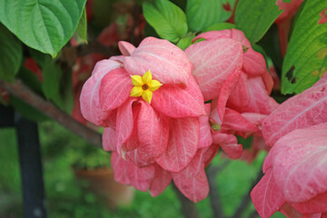 Closeup of Mussaenda Philippica Gorgeous Bright Pink Sepals and Yellow Flower at the Center
