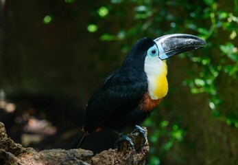 yellow billed toucan