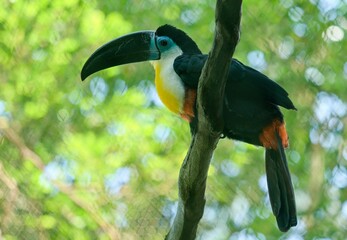 toucan on a tree © Hana