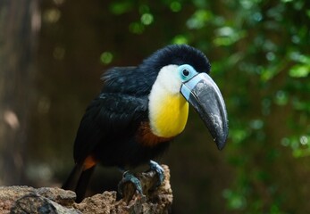 yellow billed toucan