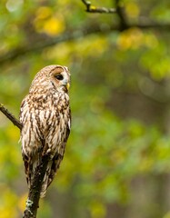 Obraz premium Owl perched on branch, autumn forest