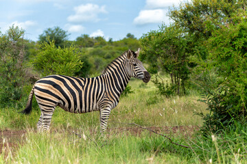Zebra walking and hanging around in the Kruger National Park in South Africa