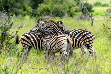 Zebra walking and hanging around in the Kruger National Park in South Africa