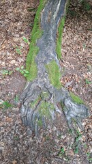 Close-up of a gnarled tree root covered in moss (Bryophyta) in a damp forest understory — wood texture, autumn mood, natural background for editorial and commercial uses.