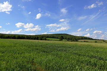 Fototapeta premium Green wheat field.