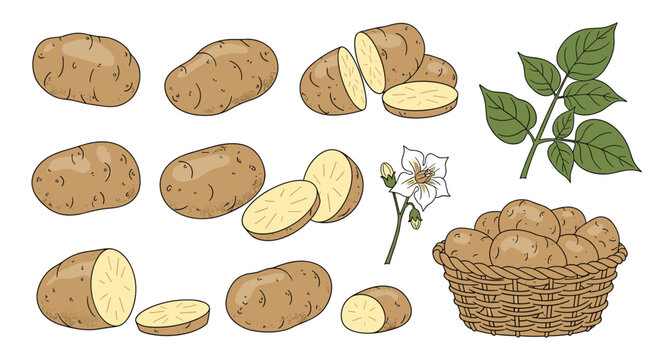 A collection of fresh potatoes including whole and cut tubers with leaves and a basket of potatoes