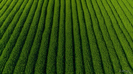Fototapeta premium Aerial view of lush green farm fields showcasing vibrant, healthy crops.