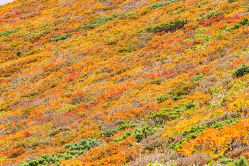 秋色に染まる　栗駒山の絶景