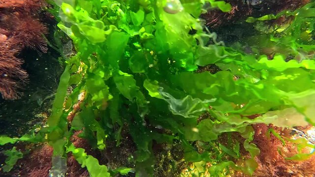 Green algae Enteromorpha (Ulva) intescinalis on stones near the shore in the Black Sea, photosynthesis of green algae