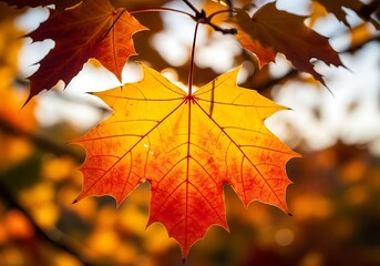 Obraz premium A vibrant autumn leaf, bathed in golden sunlight, showcases a brilliant interplay of orange and red hues.