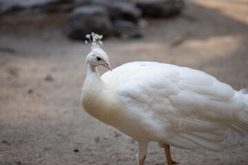 Peacocks standing on the ground in the Plaka forest on the Greek island of Kos, background or wallpaper for your project