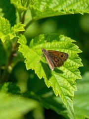 Obraz premium Butterfly landing on green leaf natural habitat close-up photography sunny environment nature concept