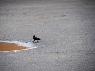 A small bird, possibly a sparrow, stands alone and looks to the right side of the frame on a cracked asphalt road, with a blurry background.