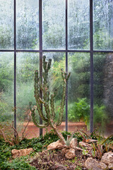 Growing Desert Plants in the Conservatory