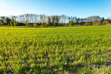 Green field with trees and blue sky