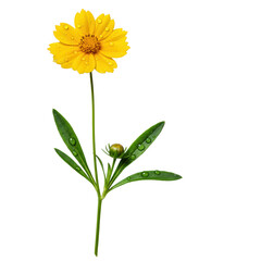 Single Coreopsis flower, vibrant yellow petals, lush green leaves, glistening dew drops, laid flat on clean transparent studio background, isolated, commercial product purity display