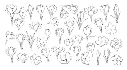 Collection of delicate floral silhouettes in sketchy outline style