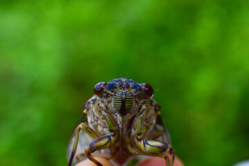 cicada