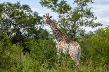 South Africa, Kruger National Park, Giraffe (Giraffa camelopardalis)
