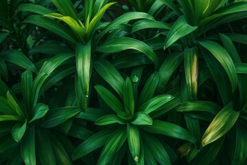 Fototapeta premium Large foliage of tropical leaf with dark green texture, abstract nature background.