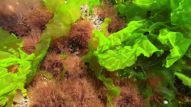 Underwater view of red and green algae that grow on rocks near the shore