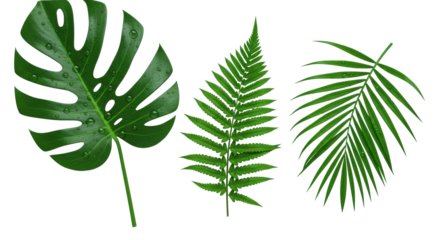 Monstera deliciosa, fern, and palm fronds with pristine water droplets, macro shot on a seamless transparent background, high-key studio lighting. Concept of natural elegance and freshness