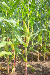 Corn cob in a field, selective focus.