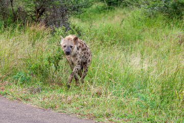 South Africa, Kruger National Park, Spotted Hyena (Crocuta crocuta)