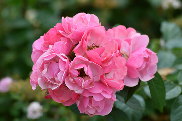 Rosa Angela is a floribunda rose variety.
