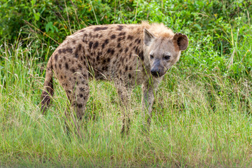 Naklejka premium South Africa, Kruger National Park, Spotted Hyena (Crocuta crocuta)