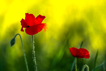 Red Poppies with Yellow Bokeh in Spring Field, Korea