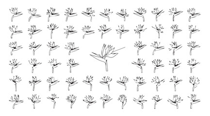 Collection of delicate botanical illustrations showing plant growth stages silhouette