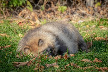 Sleeping raccoon
